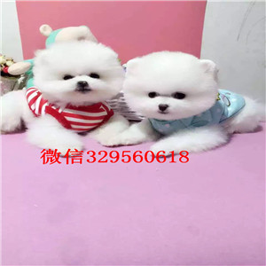  萍乡哪里有卖俊介犬 白色俊介犬出售 黄色小