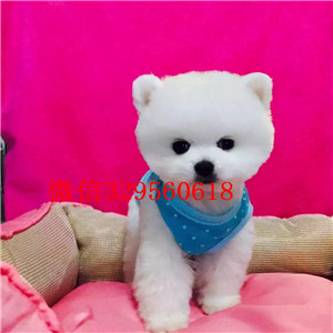 青岛茶杯狗博美俊介犬纯种博美幼犬俊介博美哪