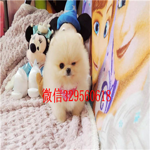 蓟县茶杯狗博美俊介犬出售纯种博美犬极品哈多利版博美犬纯种球体博美价格