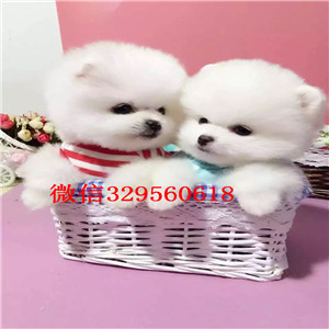 河西茶杯狗博美俊介犬出售纯种博美犬茶杯博美犬大概多少钱纯种球体博美价格