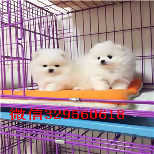 西青茶杯狗博美俊介犬犬舍直销纯正博美犬茶杯博美犬大概多少钱哪里能买到博美