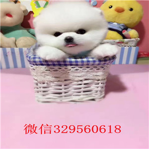 太原哪里有卖纯种俊介犬 白色俊介多少钱一只 