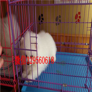 聊城出售纯种博美犬小体博美哪里有卖俊介犬茶杯博美 白色博美