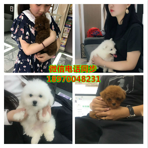 济南哪里可以买到纯种俊介犬，济南茶杯犬