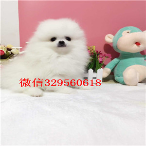 衡阳茶杯狗博美俊介犬纯种博美幼犬博美图片纯