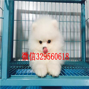 綦江茶杯狗博美俊介犬犬舍直销纯正博美犬极品