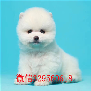 济南白色俊介出售 俊介犬多少钱一只  