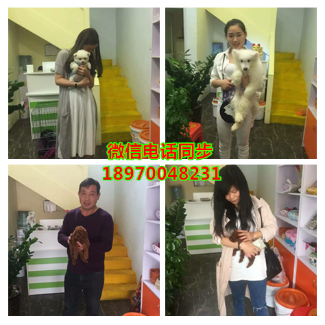 济南哪里可以买到纯种俊介犬，济南茶杯犬