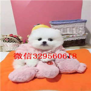 陇南茶杯狗博美俊介犬哈多利球体博美茶杯博美犬大概多少钱纯种球体博美价格