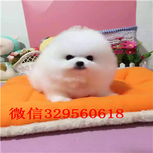 南岸茶杯狗博美俊介犬出售纯种博美犬俊介博美