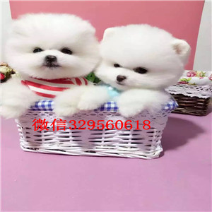 苏州哪里能买到纯种小体博美黄色博美出售俊介多少钱一只茶杯博美 白色博美