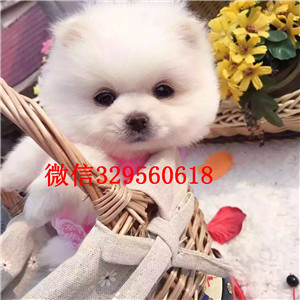 琼中茶杯狗博美俊介犬犬舍直销纯正博美犬博美图片纯种球体博美价格