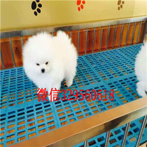 巴南茶杯狗博美俊介犬哈多利球体博美俊介博美纯种球体博美价格