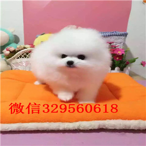 红河茶杯狗博美俊介犬犬舍直销纯正博美犬博美