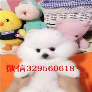 吉林哪里有专业繁育泰迪幼犬 苹果脸娃娃头 包健康