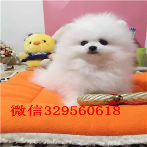 吉林哪里卖博美俊介犬价格 小体俊介多少钱一