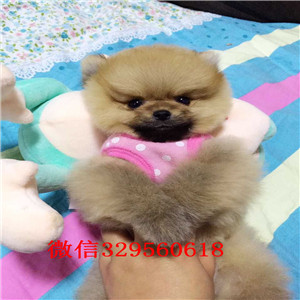 临夏茶杯狗博美俊介犬纯种博美幼犬俊介博美纯种球体博美价格