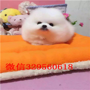 南岸茶杯狗博美俊介犬出售纯种博美犬俊介博美纯种球体博美价格