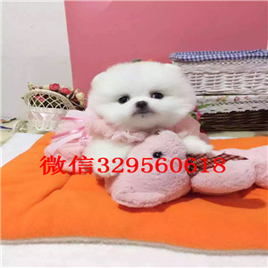 合肥哪里有卖纯种博美小体博美博美价格茶杯博