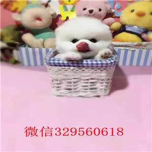 太原哪里有卖纯种俊介犬 白色俊介多少钱一只 长不大的茶杯俊介犬