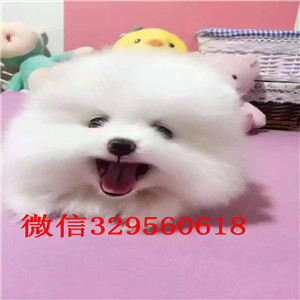 延安茶杯狗博美俊介犬犬舍直销纯正博美犬博美