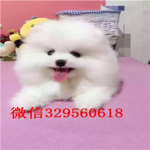 渝中茶杯狗博美俊介犬哈多利球体博美茶杯博美