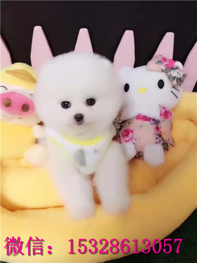 南京哪里有卖俊介犬 纯种俊介犬多少钱 赛级俊介博美幼犬图片