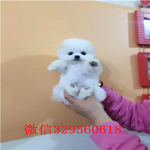 太原哪里有出售博美俊介的，多少钱一只博美俊介犬