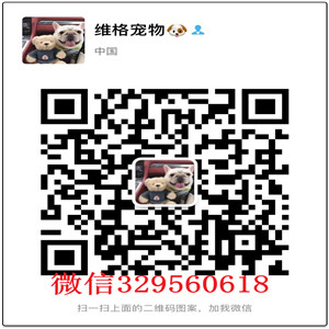 铁岭哪里能买到纯种俊介俊介犬图片纯种俊介犬