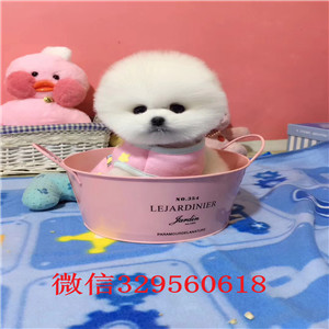 赤峰哪里能买到纯种俊介白色俊介出售纯种俊介犬出售俊介犬舍狗场