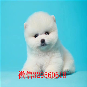 深圳哪里有卖纯种俊介白色俊介出售小体俊介犬