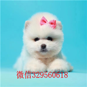 铁岭出售纯种小体俊介俊介多少钱一只小体俊介