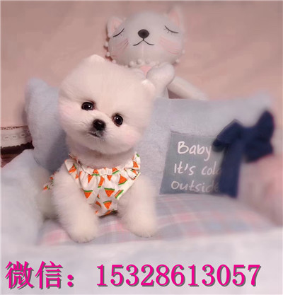 长治出售纯种俊介犬双血统俊介犬多少钱黄颜色