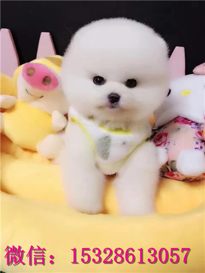 福州哪里有卖俊介犬 纯种俊介犬多少钱 赛级俊