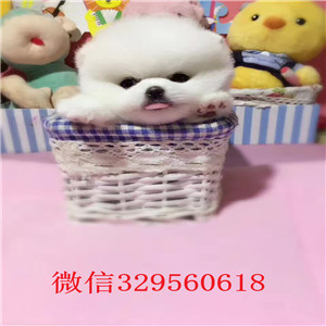 鞍山哪里能买到纯种俊介俊介犬价格纯种俊介犬