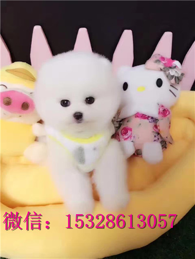 泰安哪里可以买到纯种博美博美俊介多少钱俊介犬图片博美犬舍