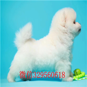 绥化哪里有卖纯种俊介白色俊介出售哈多利球体