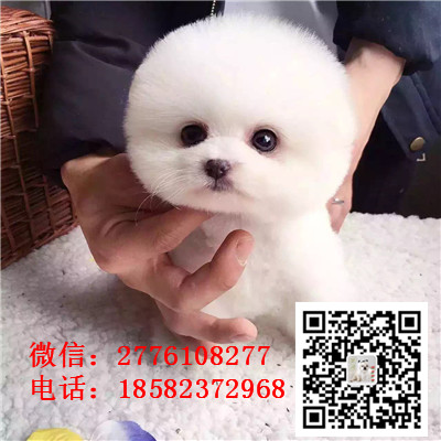 南京哪里有纯种健康的俊介犬出售 小体茶杯体俊介多少钱 双血统俊介哪里有卖