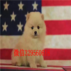 漯河纯种博美多少钱一只长不大的茶杯博美球体