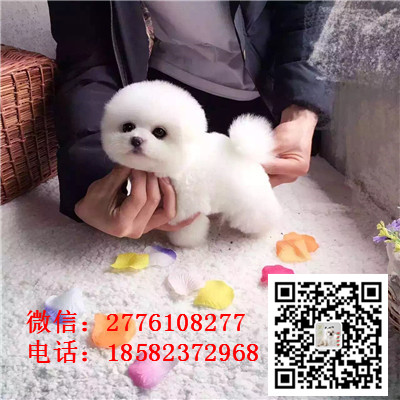 南京哪里有纯种健康的俊介犬出售 小体茶杯体