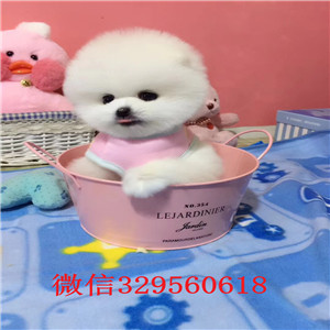 平顶山出售纯种小体俊介俊介犬图片哈多利球体