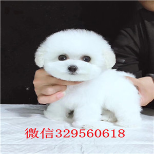 哈尔滨哪里能买到纯种俊介俊介犬价格哈多利球体博美俊介俊介出售