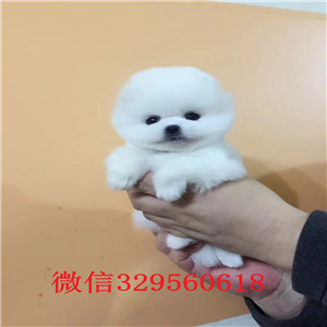 汕头哪里有卖纯种俊介俊介多少钱一只纯种俊介