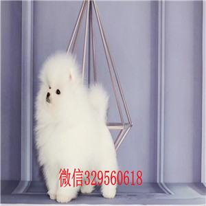 哈尔滨哪里能买到纯种俊介俊介犬价格哈多利球体博美俊介俊介出售