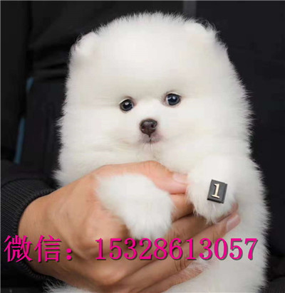 临夏哪里的博美犬便宜纯种博美犬多少钱俊介犬