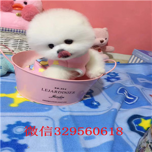 聊城出售纯种小体俊介俊介犬价格小体俊介犬俊