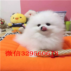 许昌哪里能买到纯种博美博美俊介犬出售博美长