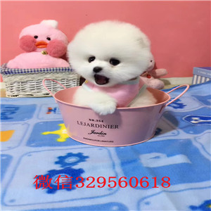 赤峰哪里能买到纯种俊介白色俊介出售纯种俊介犬出售俊介犬舍狗场