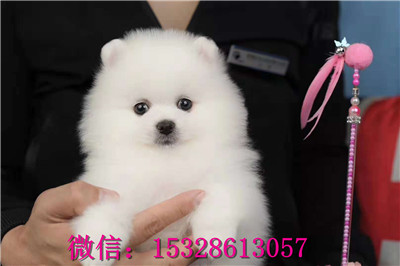 松原哪里的俊介犬便宜赛级俊介犬幼犬价格俊介