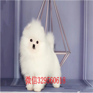 哈尔滨哪里能买到纯种俊介俊介犬价格哈多利球体博美俊介俊介出售